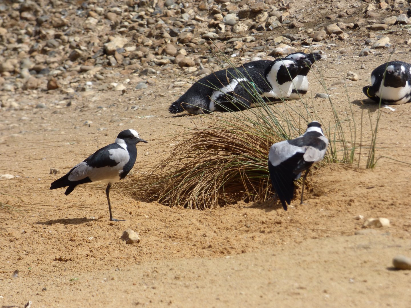 Blacksmith Plover and African Penguin