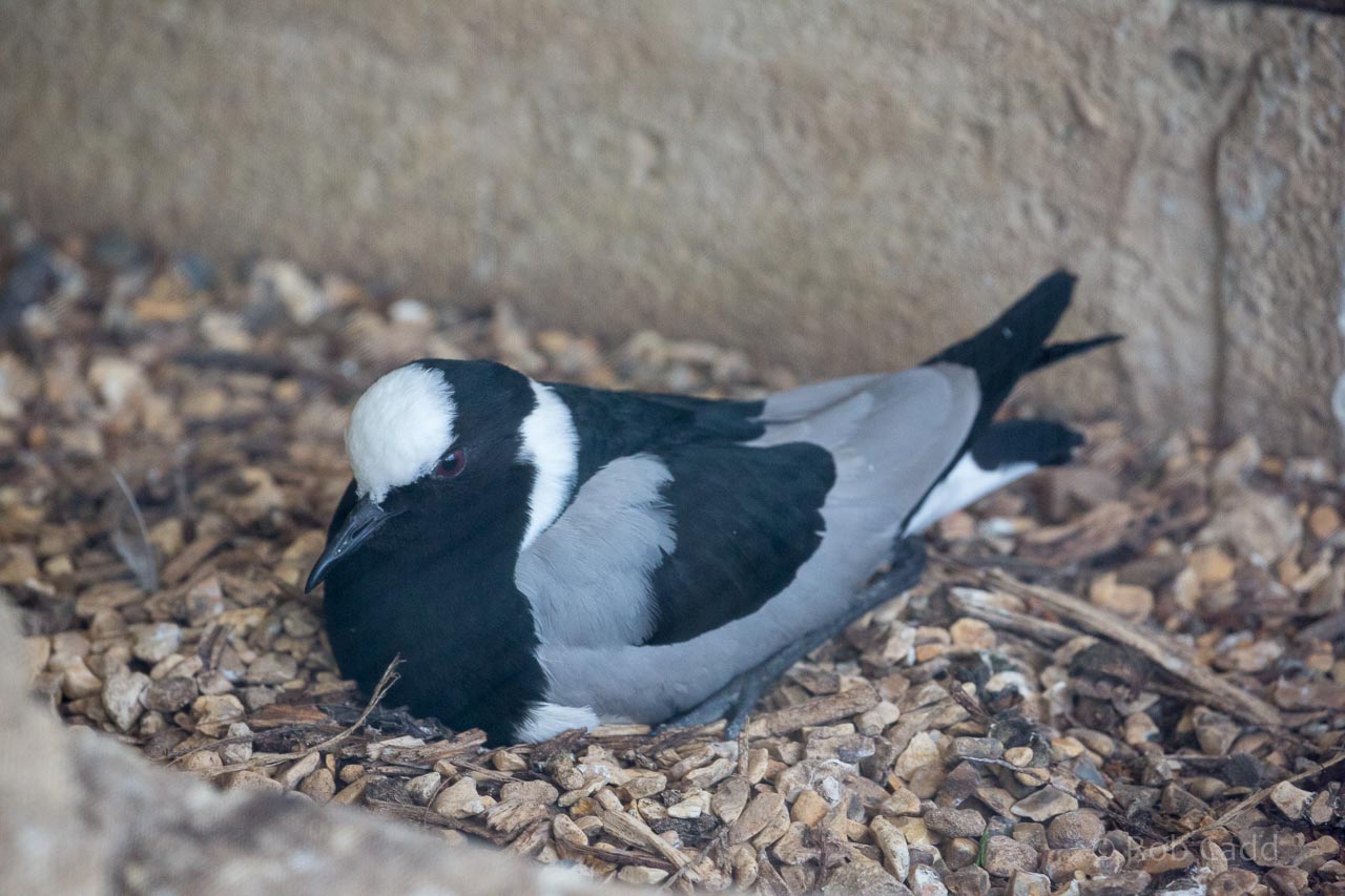 Blacksmith plover : Birdland : 19 Apr 2015