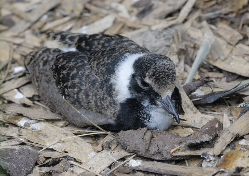Blacksmith plover chick