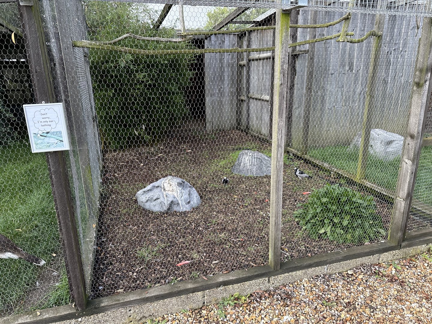 Blacksmith Plover Enclosure at Hamerton Zoo Park (October 2023)