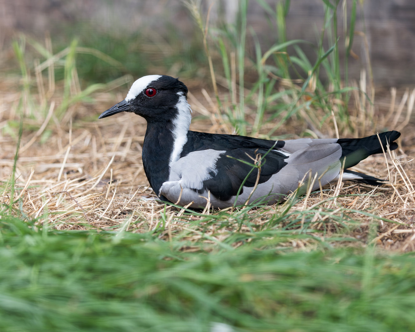 Blacksmith Plover/Lapwing / Hamerton / 13-9-23