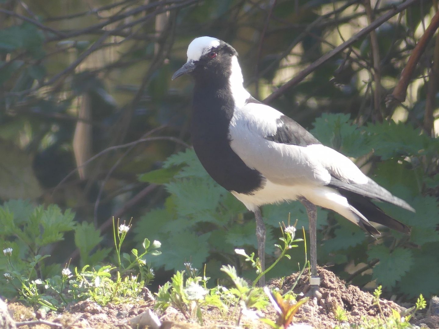 Blacksmith Plover/Lapwing - Heart of Africa - 02.04.25