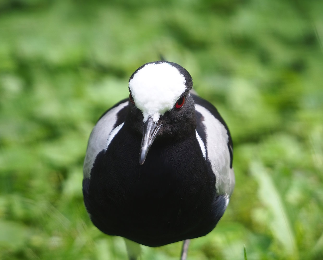 Blacksmith plover (Vanellus armatus), 2022-06-12