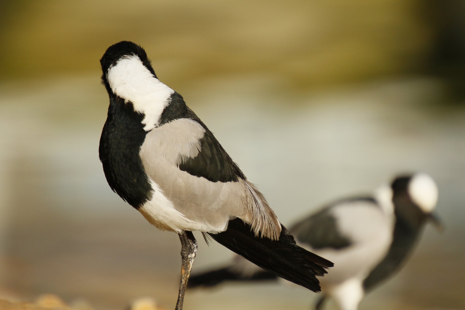 Blacksmith plover (Vanellus armatus)