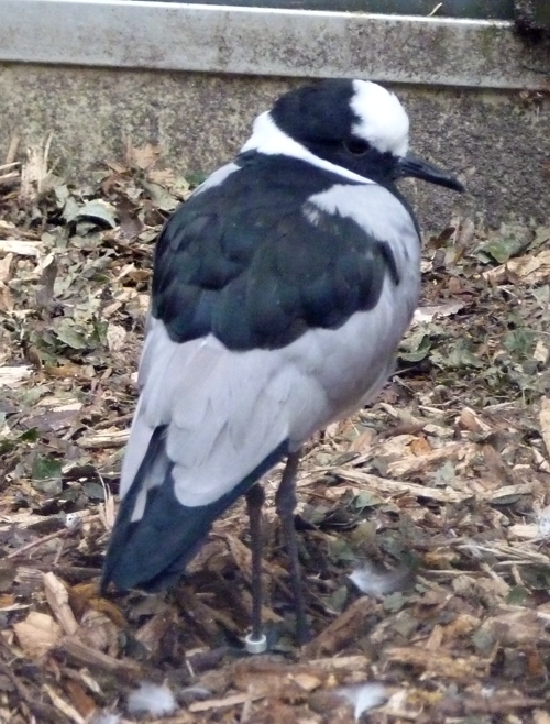 Blacksmith plover (Vanellus armatus)