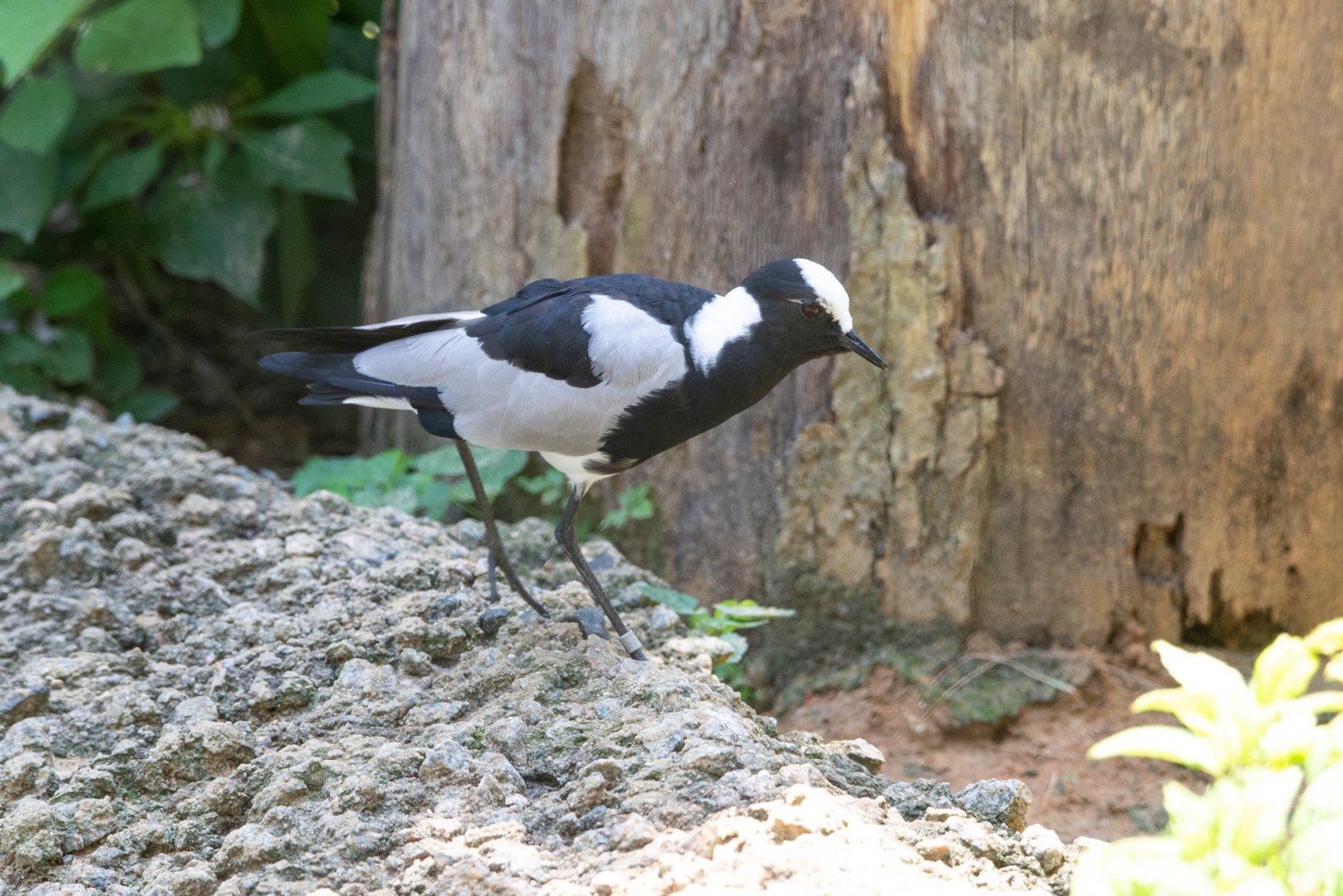 Blacksmith Plover- (Vanellus armatus)