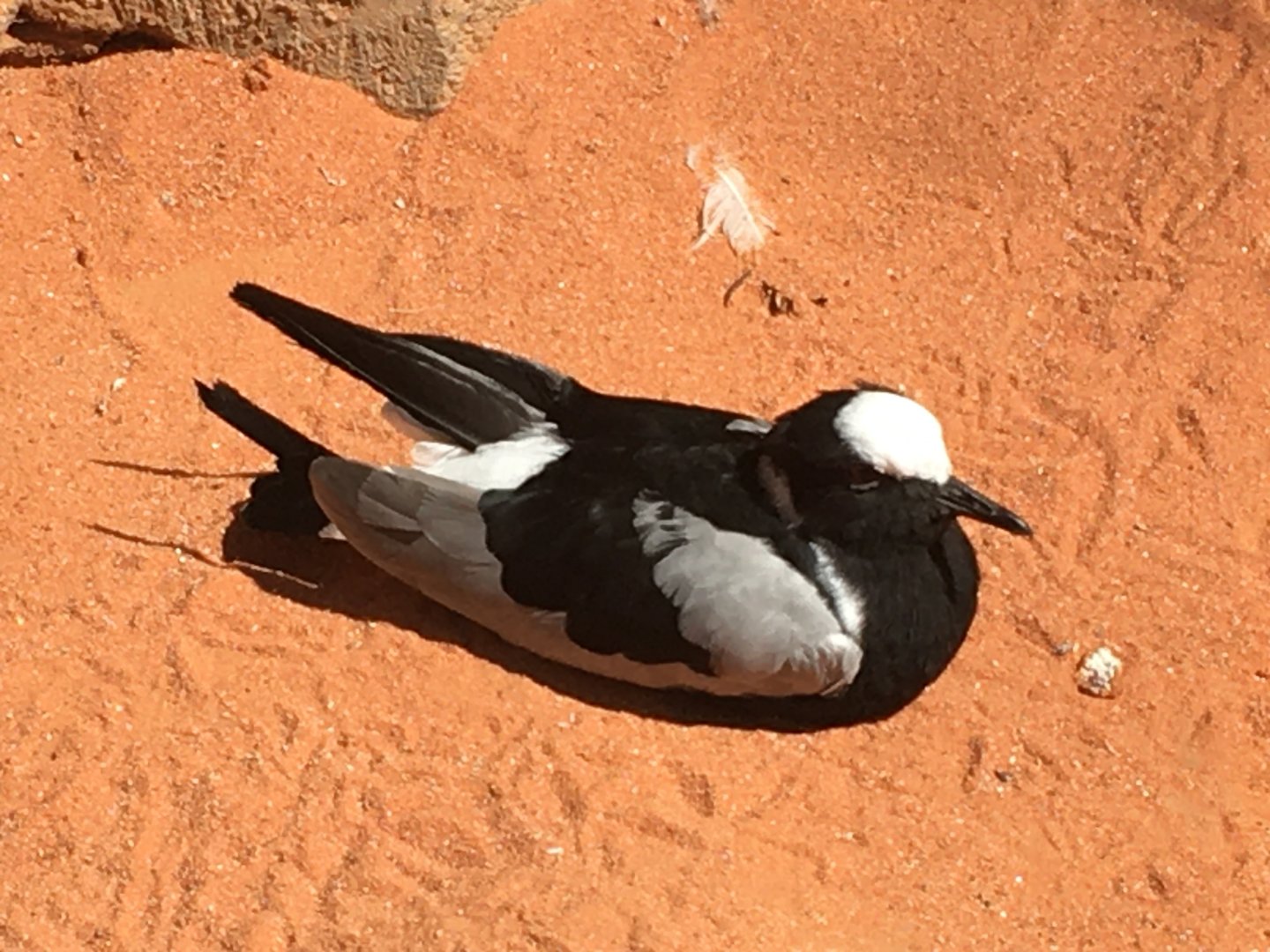 Blacksmith Plover (Vanellus armatus)