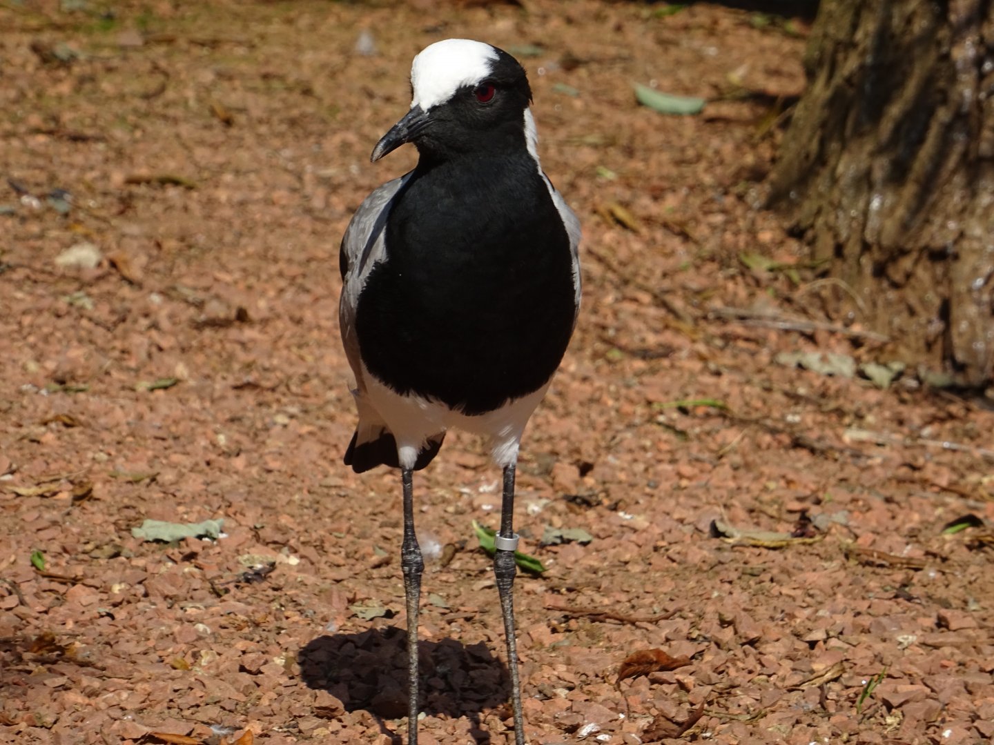 Blacksmith Plover (Vanellus armatus)