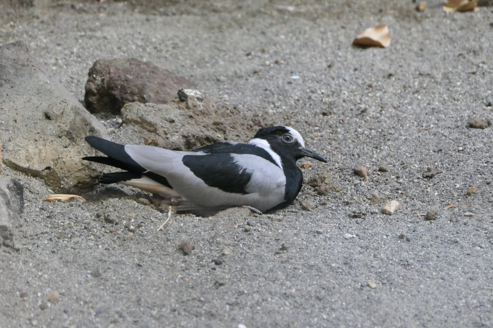 Blacksmith Plover (Vanellus armatus)