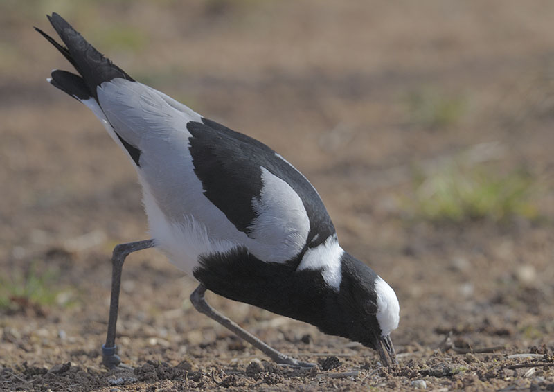 Blacksmith plover