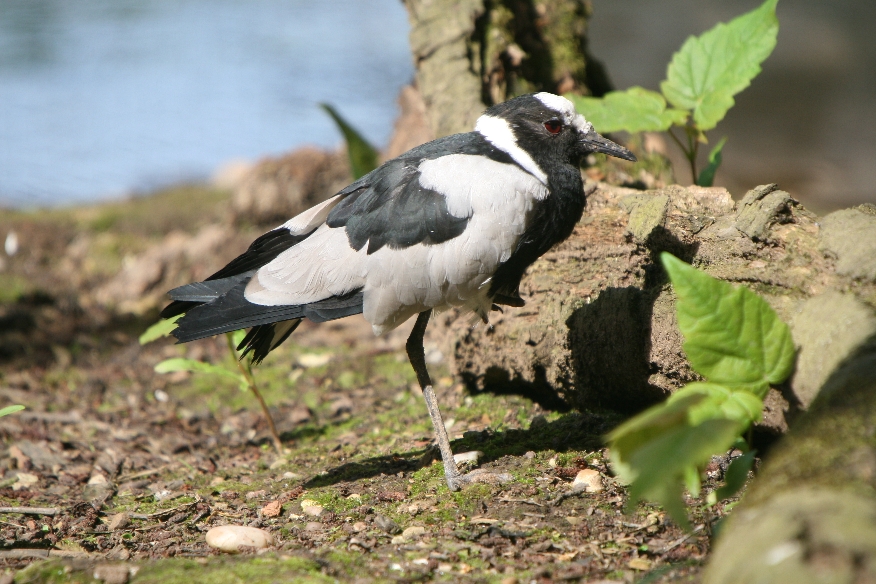 Blacksmith Plover