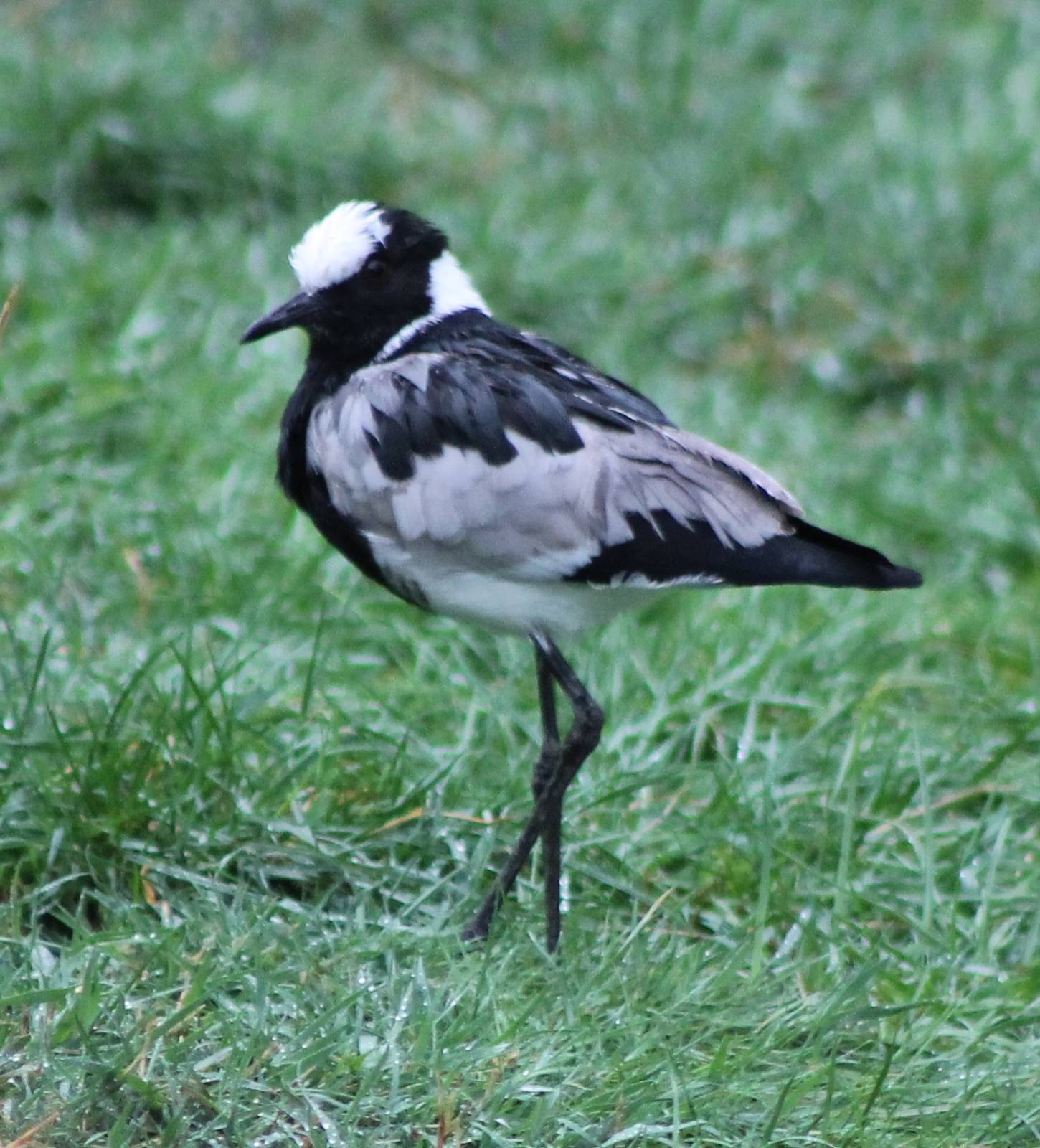 Blacksmith plover