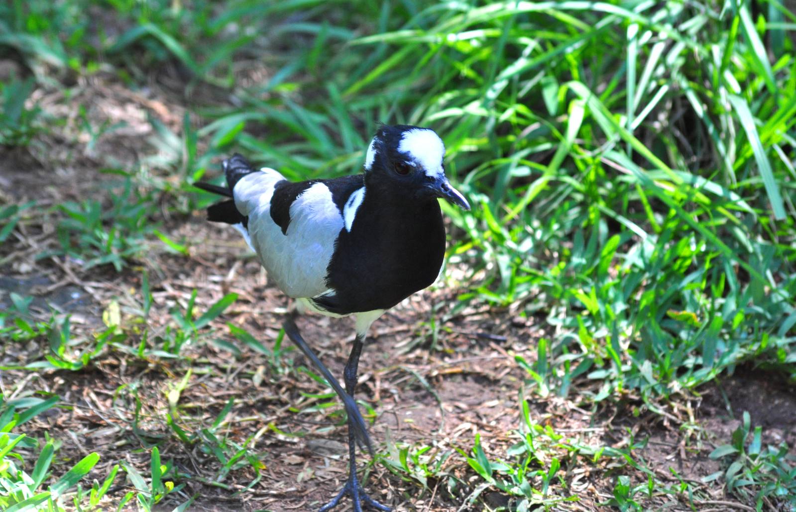 Blacksmith Plover