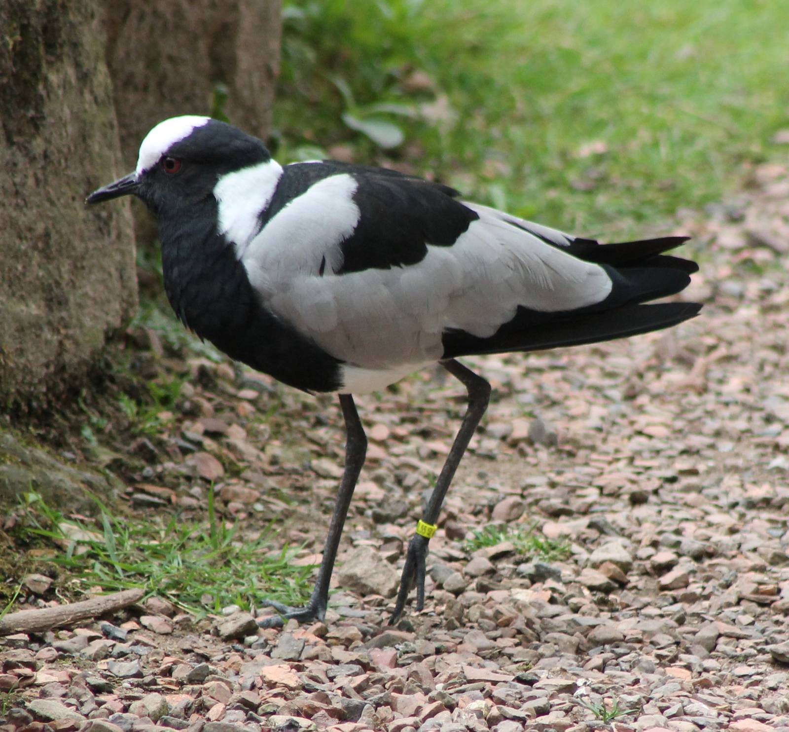 Blacksmith plover