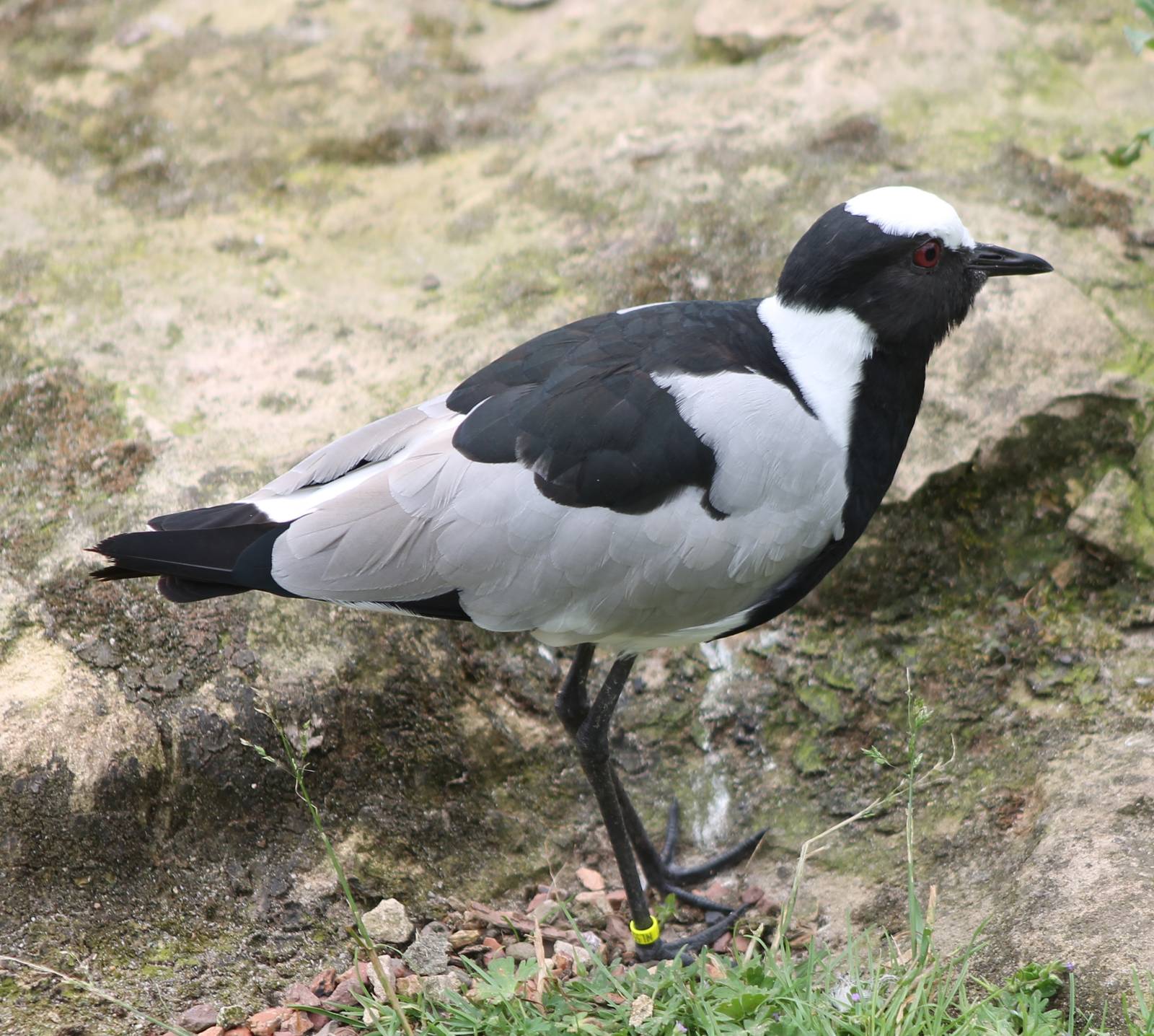 Blacksmith plover