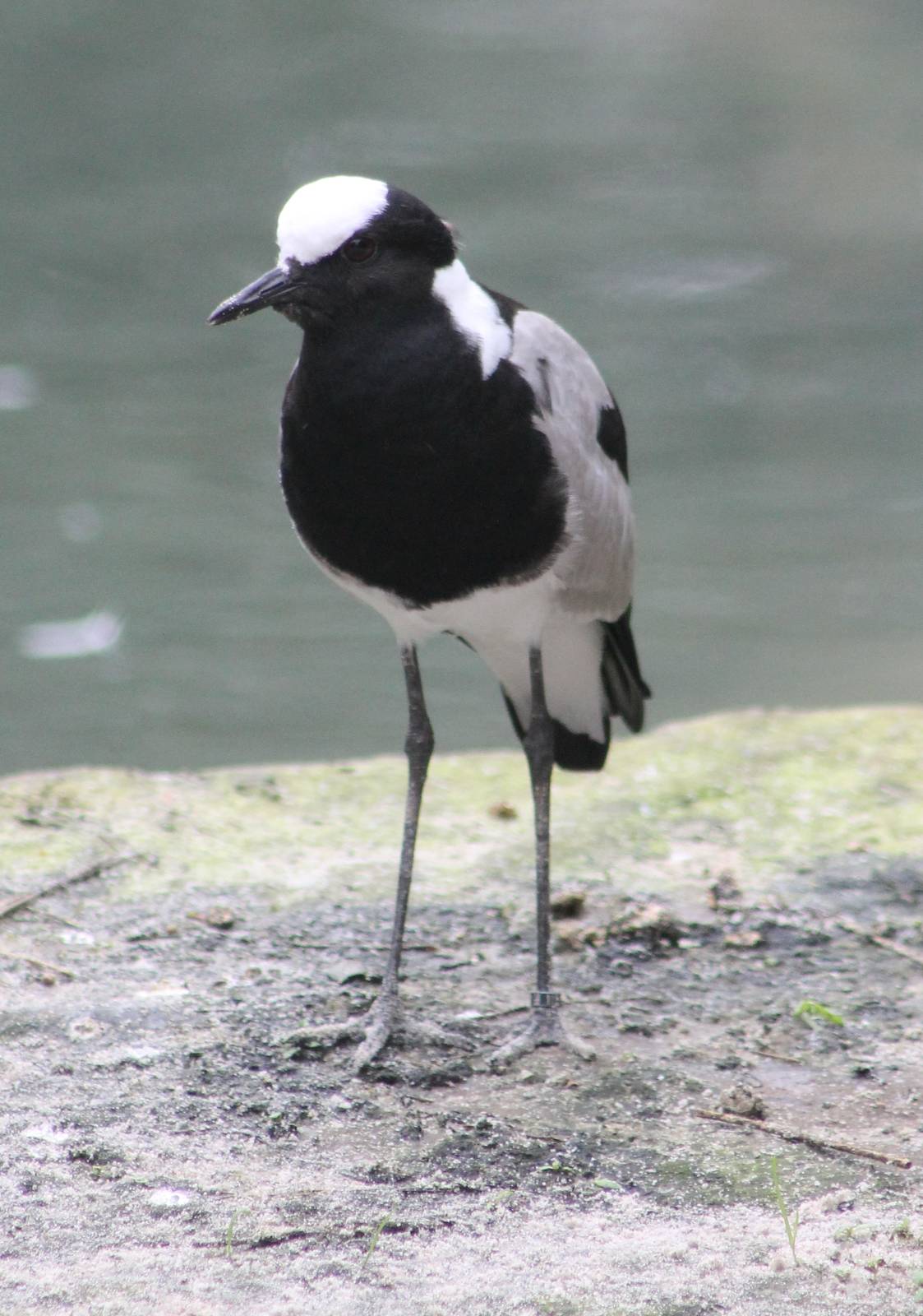Blacksmith plover