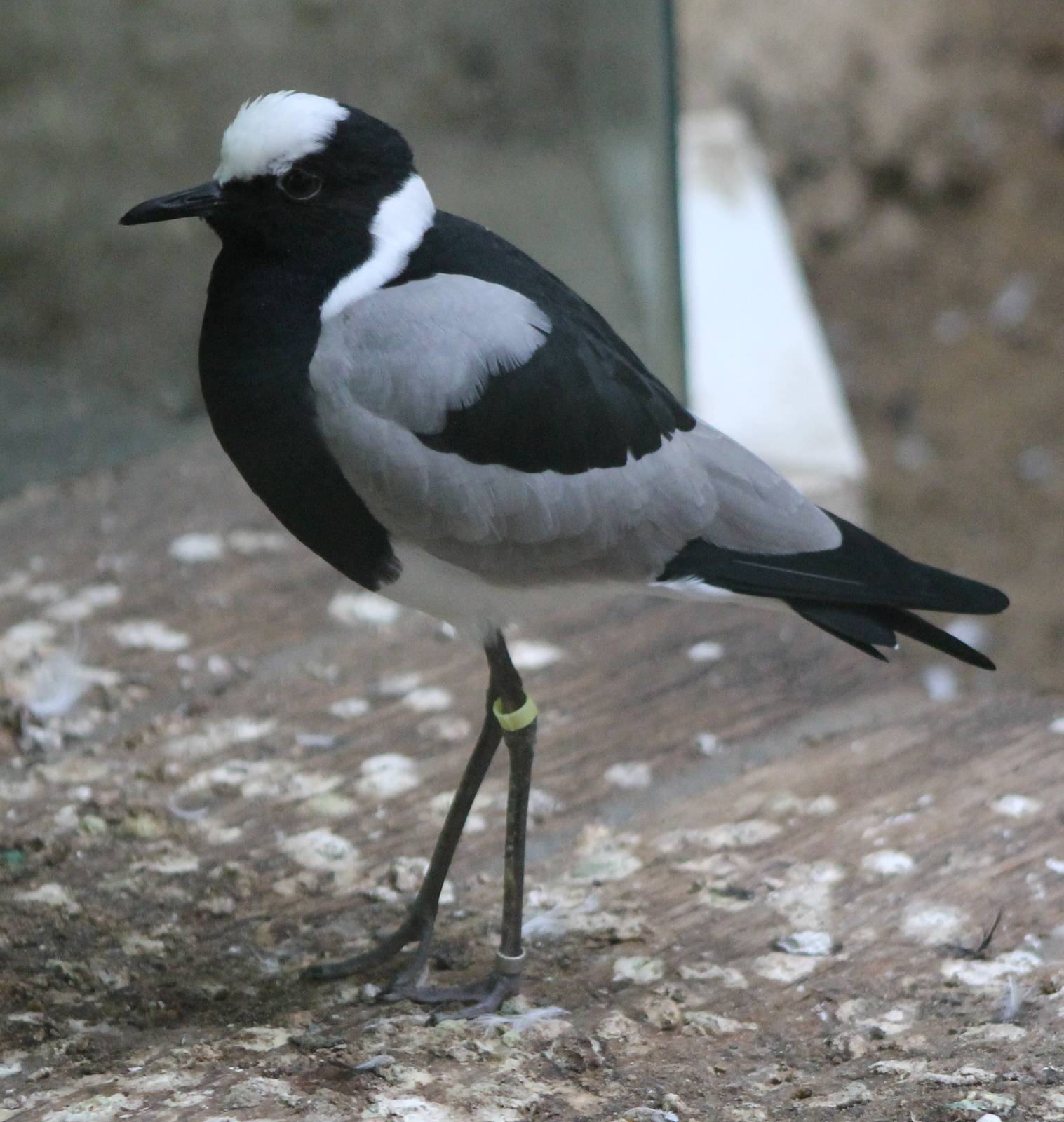Blacksmith plover