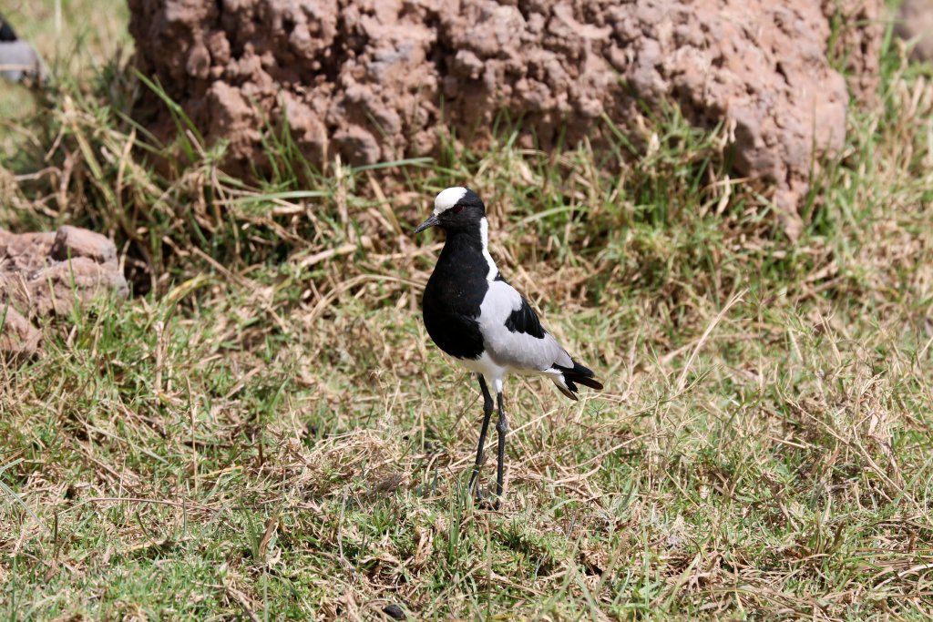 Blacksmith PLover
