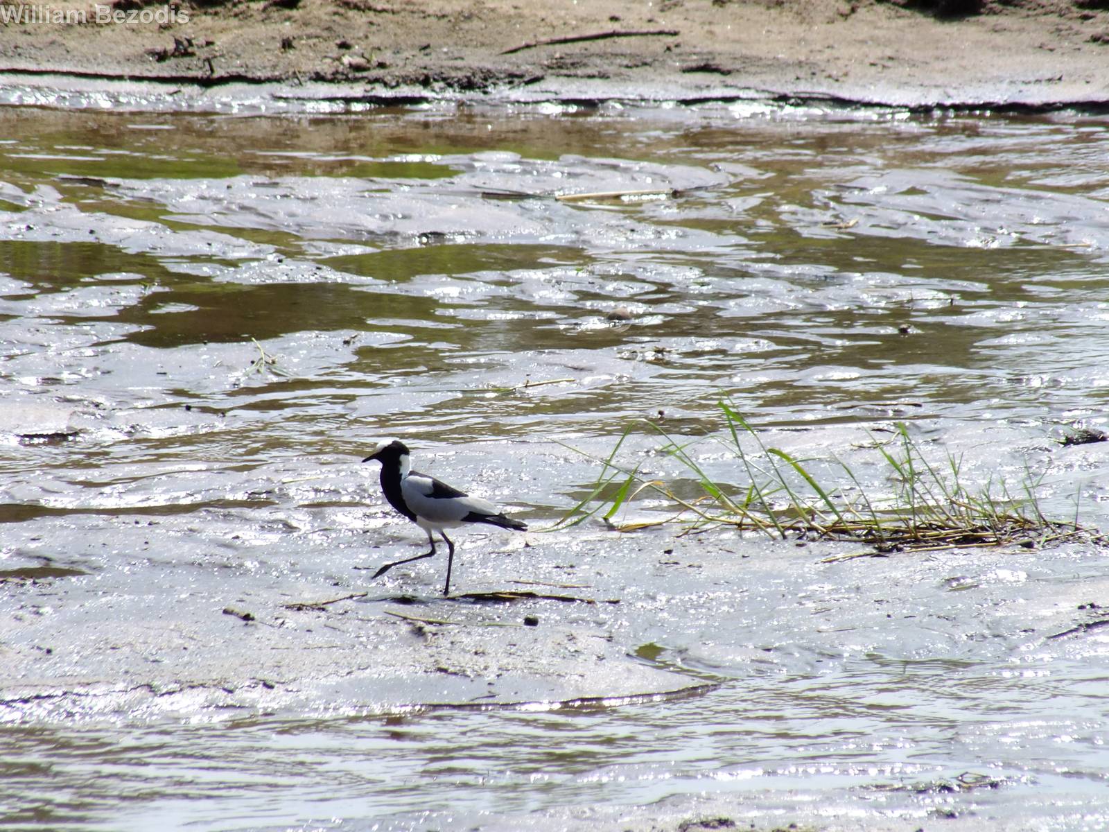 Blacksmith Plover