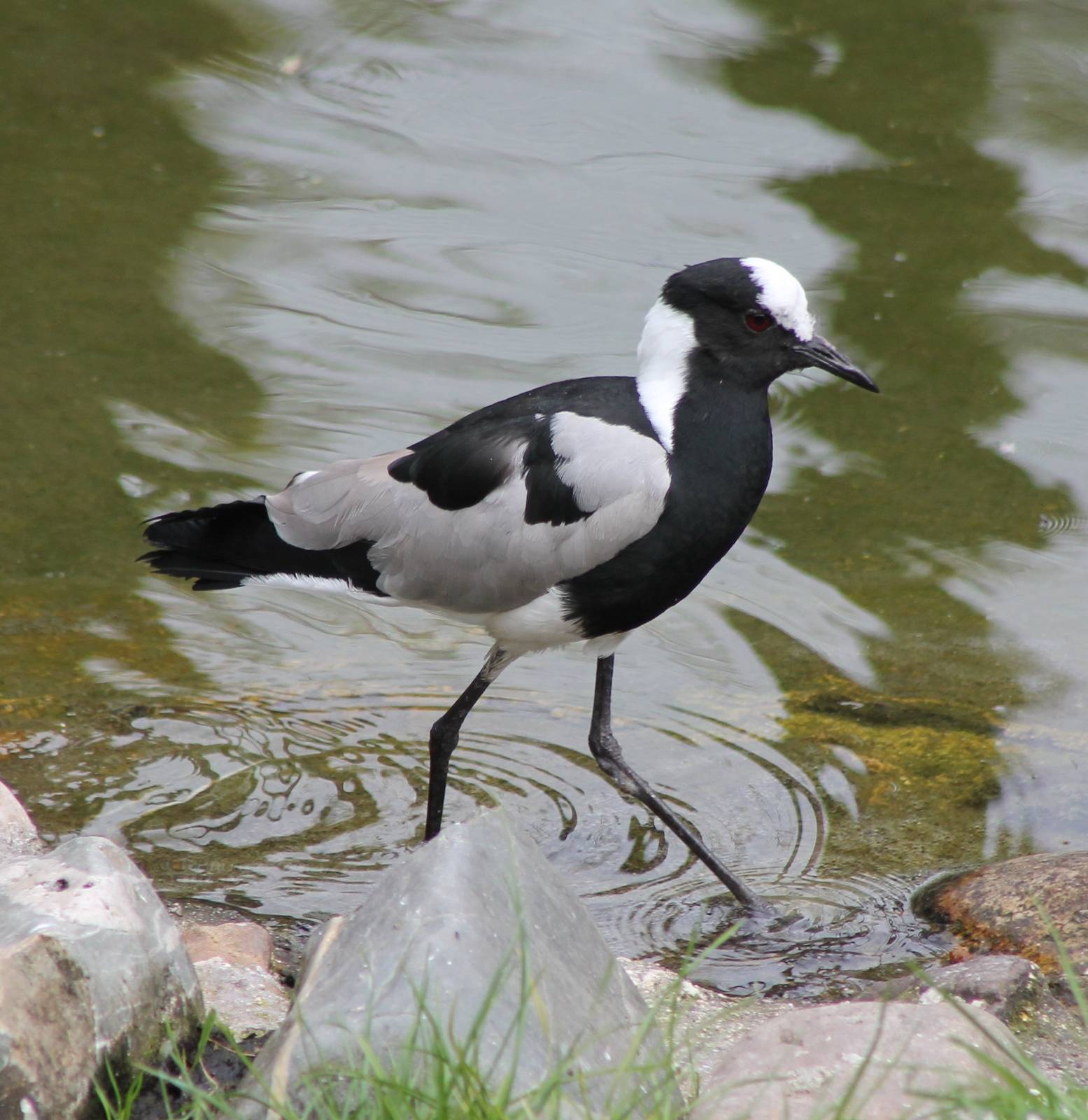 Blacksmith plover