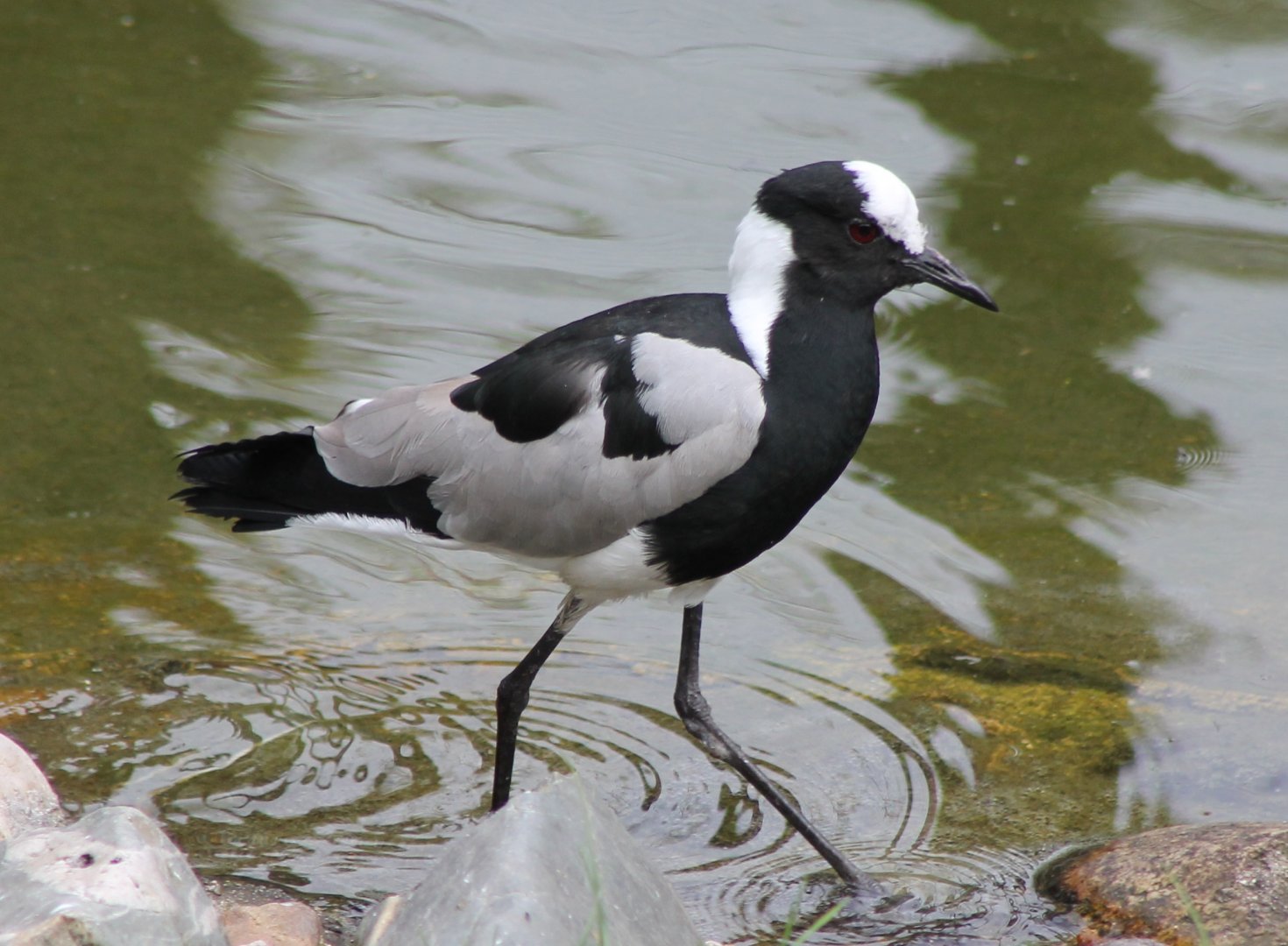 Blacksmith plover