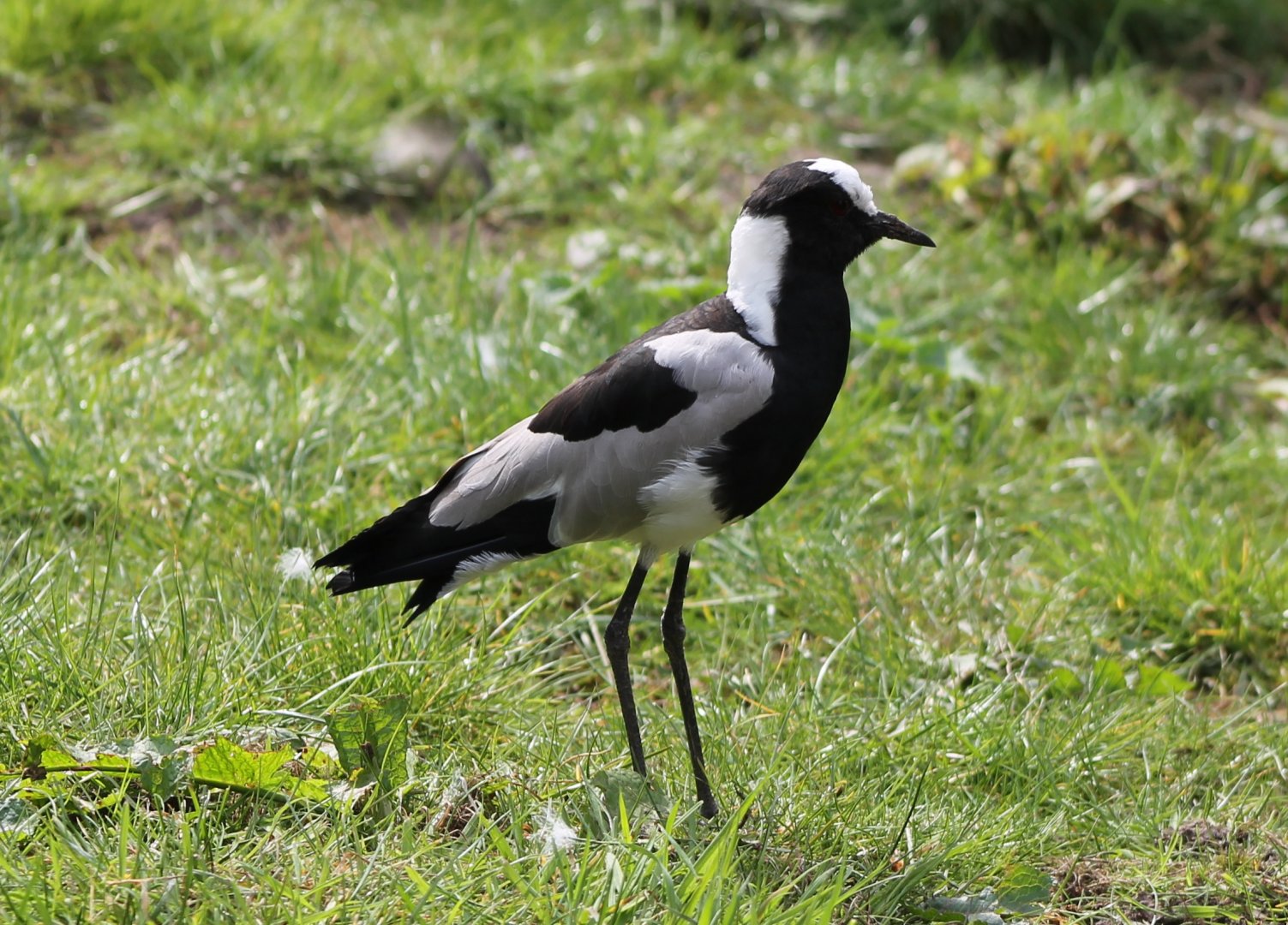 Blacksmith plover