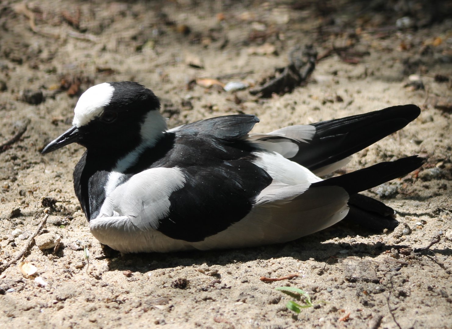 Blacksmith plover