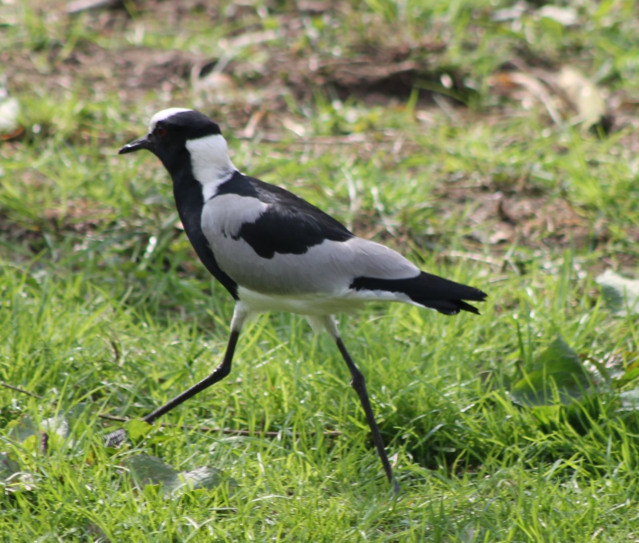 Blacksmith plover