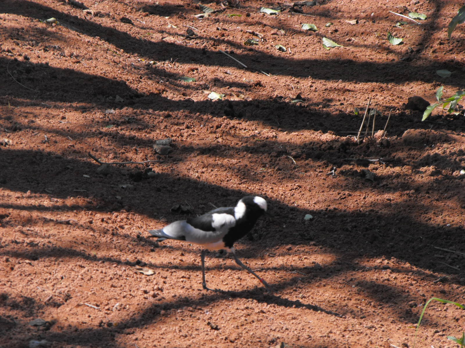Blacksmith Plover