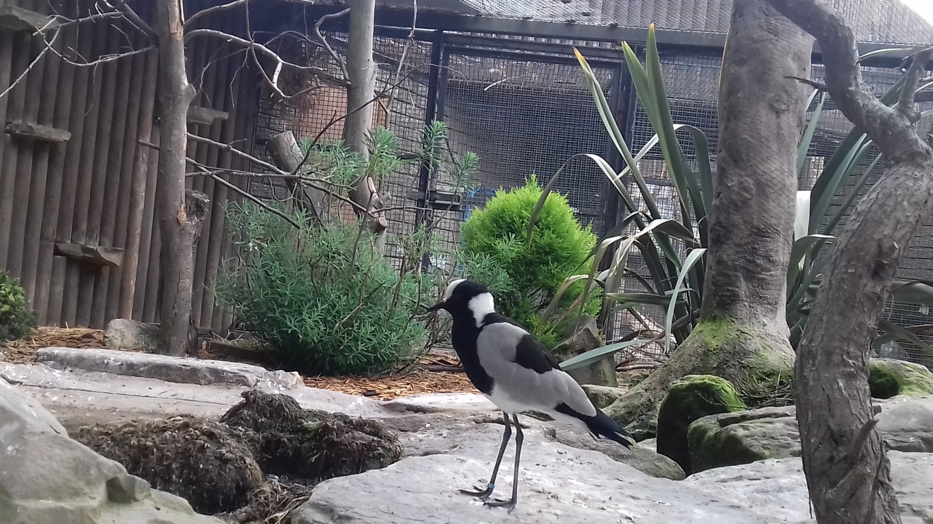 Blacksmith plover