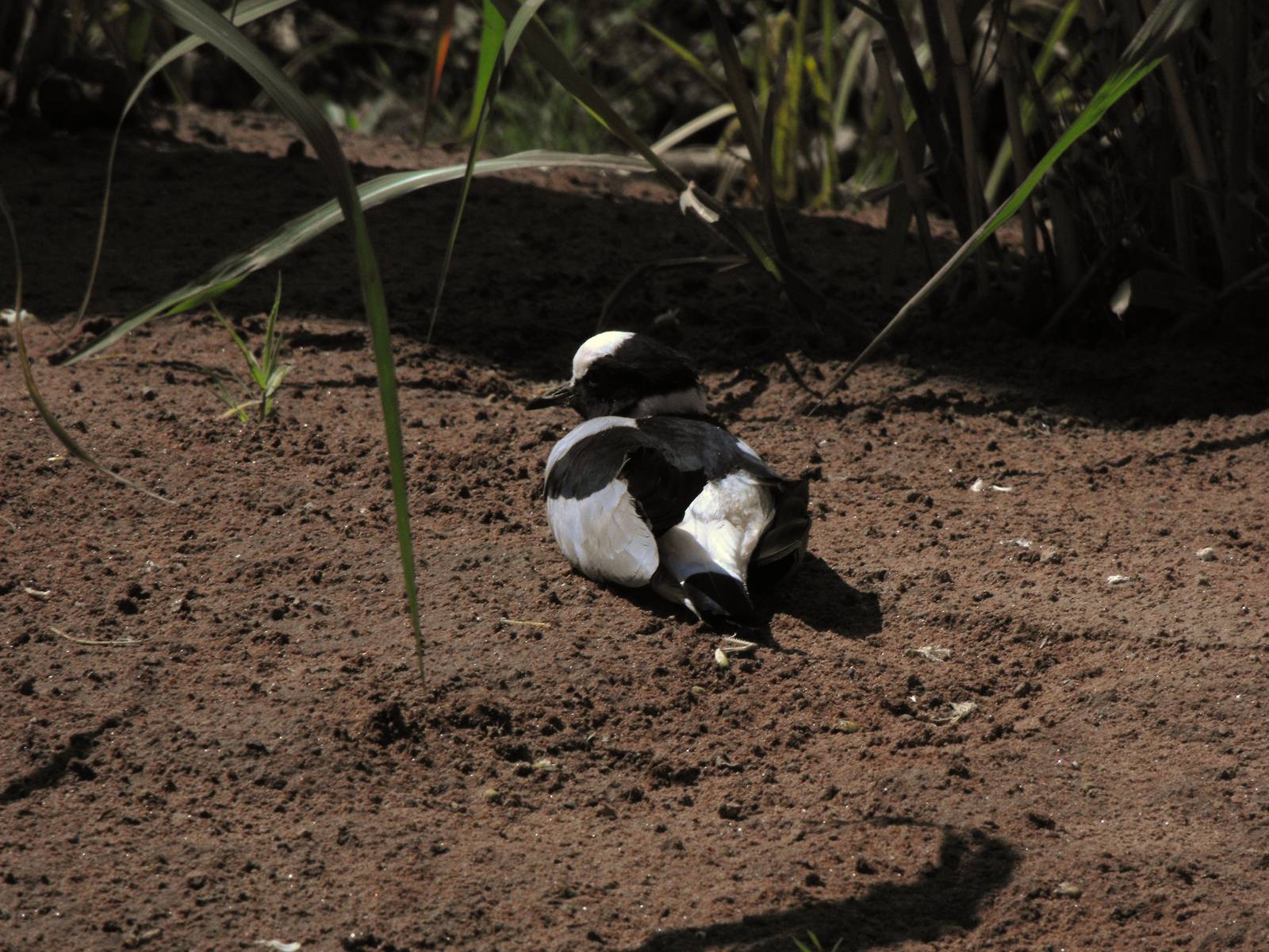 Blacksmith Plover