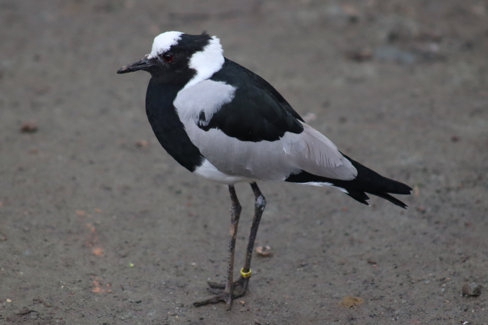 Blacksmith Plover