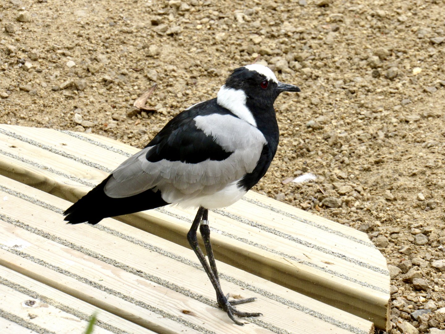 Blacksmith plover