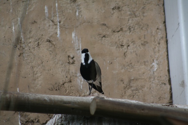 Blacksmith Plover