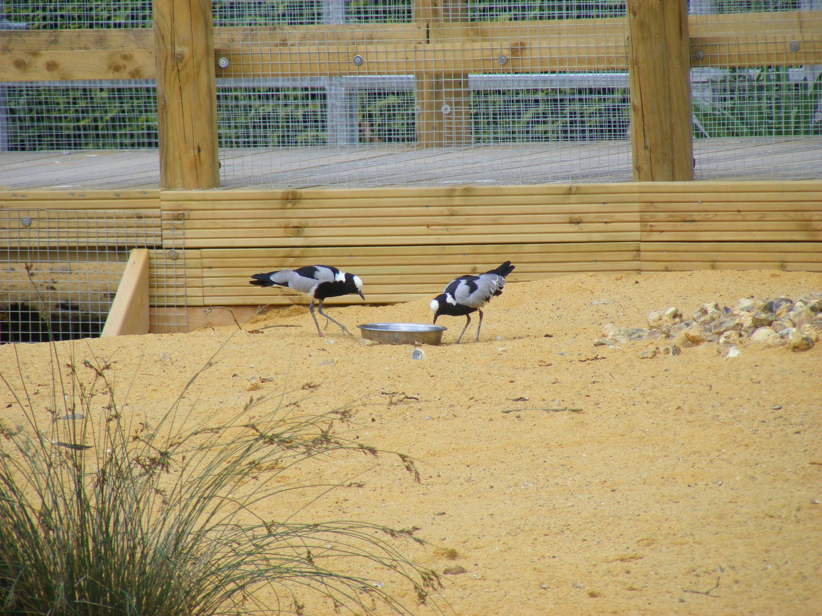 Blacksmith plovers at Birdworld, 1 July 2011