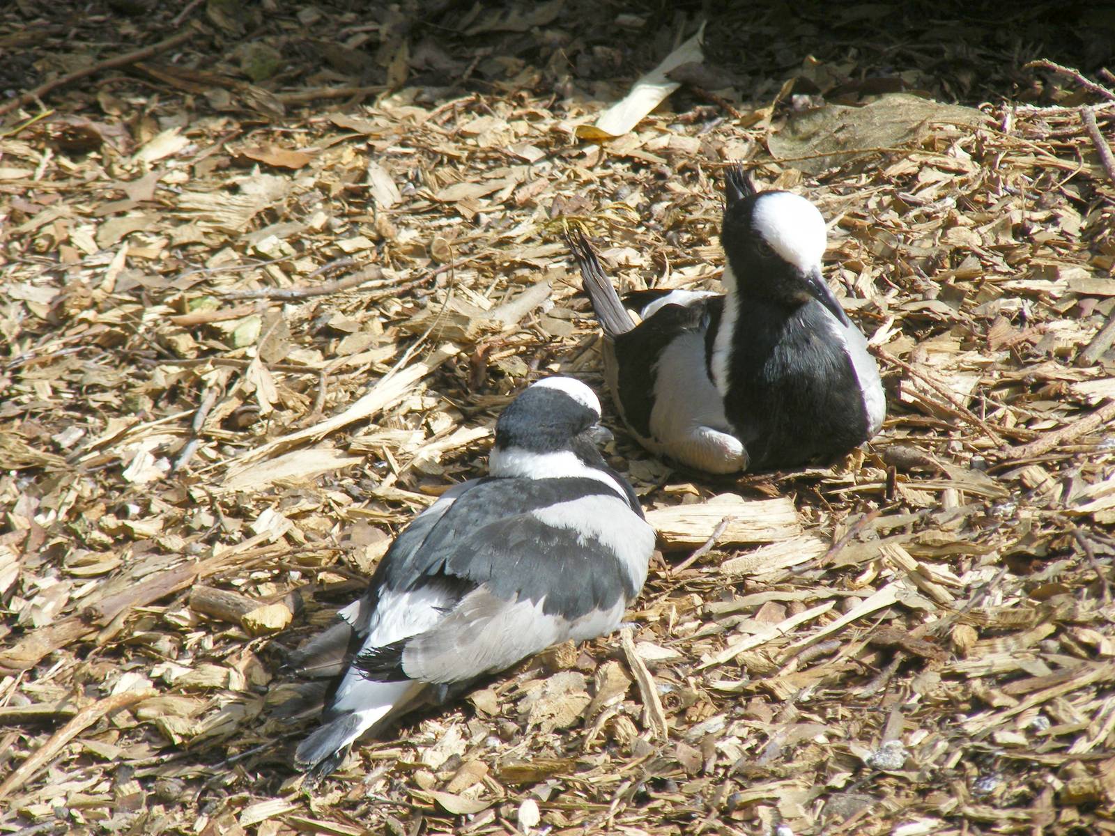 Blacksmith plovers at Birdworld, 20 June 2010