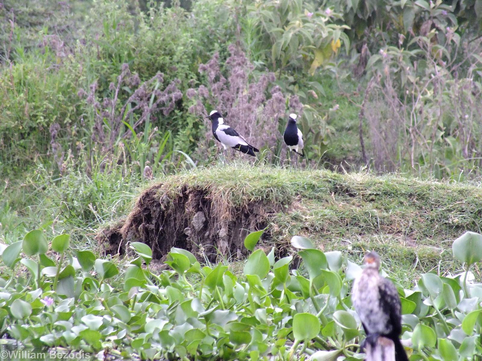 Blacksmith Plovers - Lake Naivasha