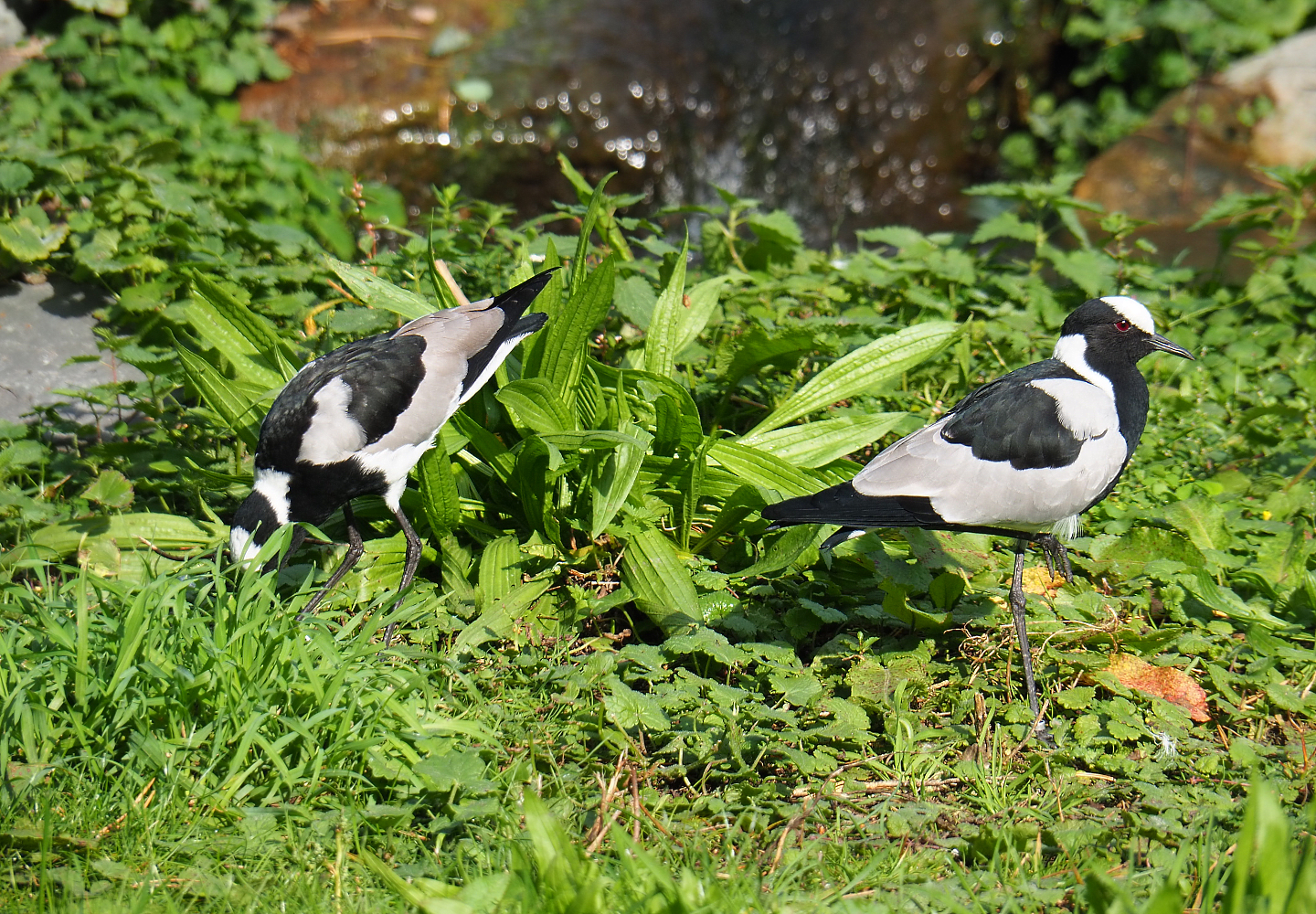 Blacksmith plovers (Vanellus armatus), 2019-09-15