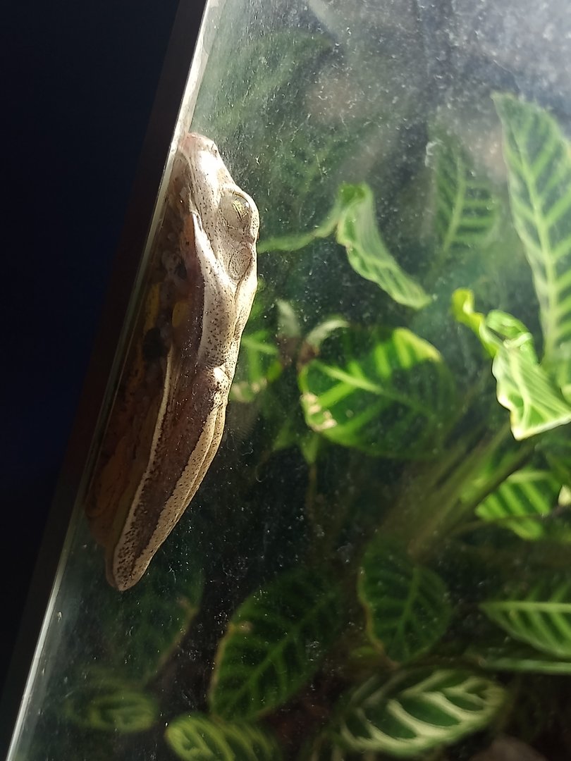 Blacksmith tree frog