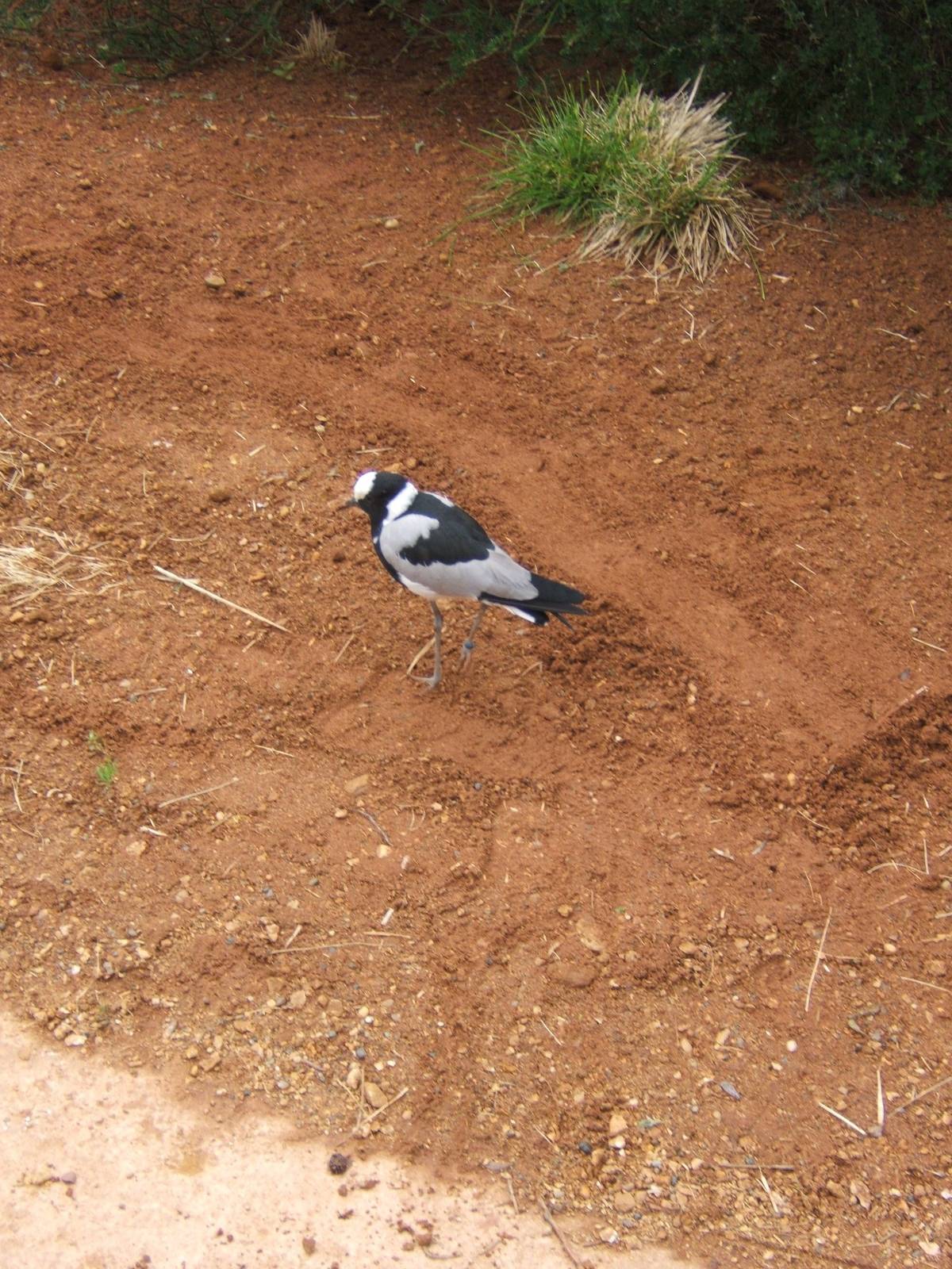 Blacksmiths Plover in Tasavo Aviary