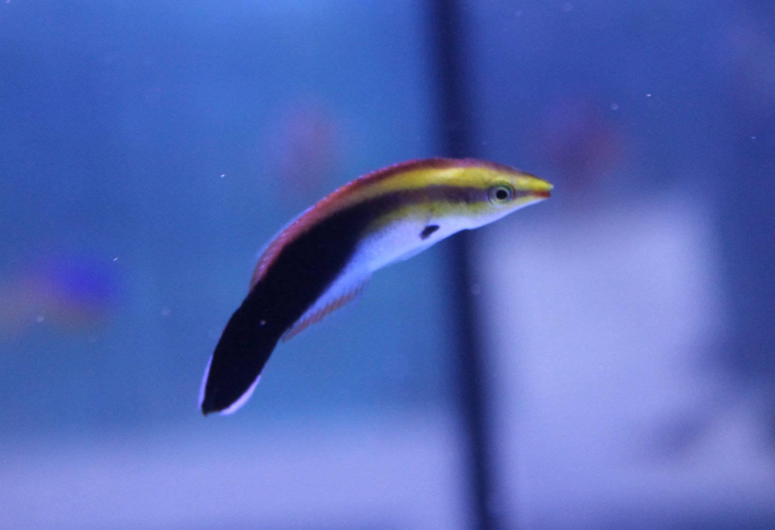 Blackspot cleaner wrasse - Labroides pectoralis