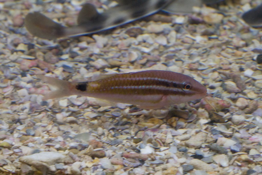 Blackspot Goatfish
