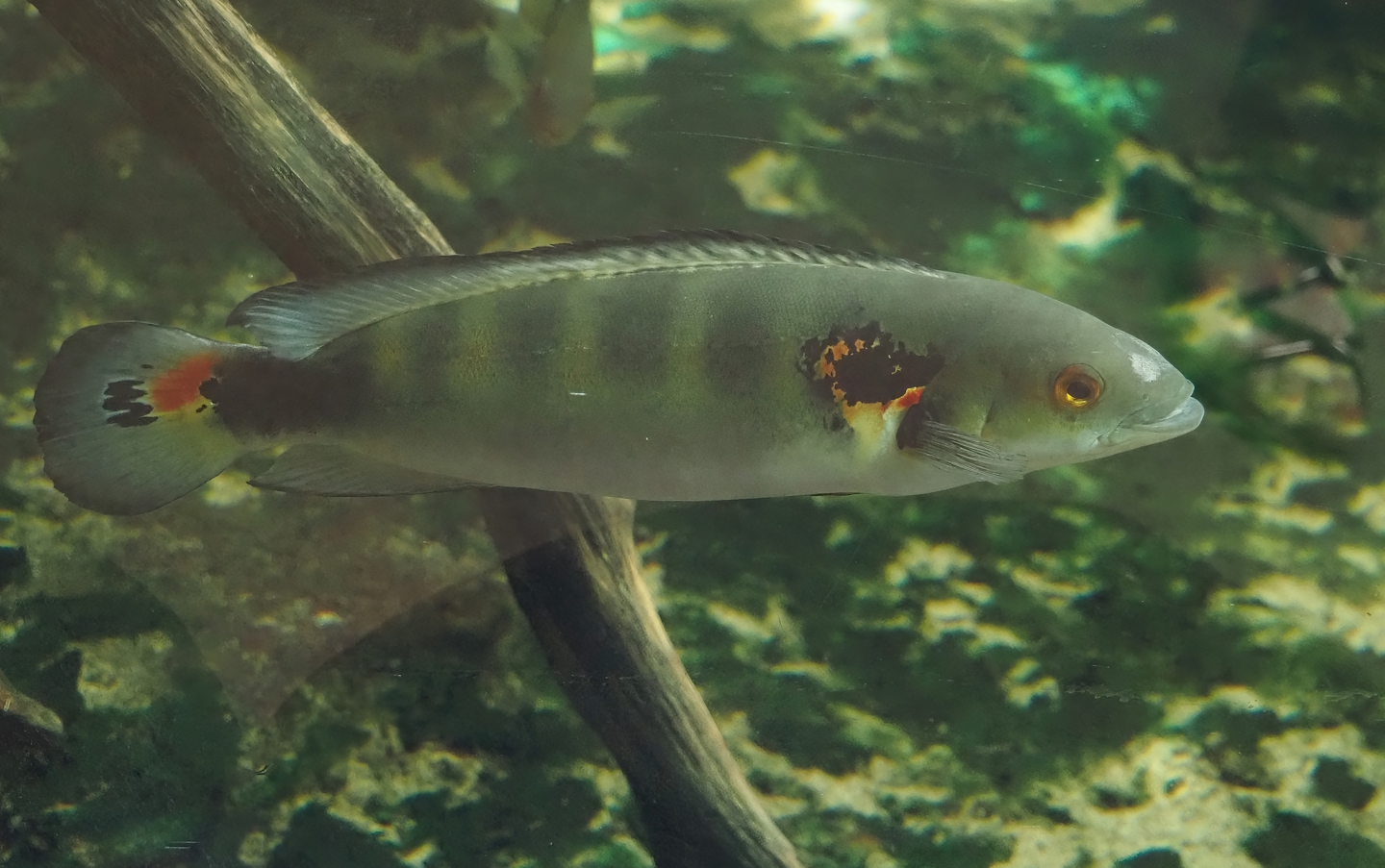 Blackspot pike cichlid (Lugubria lenticulata), 2024-06-30