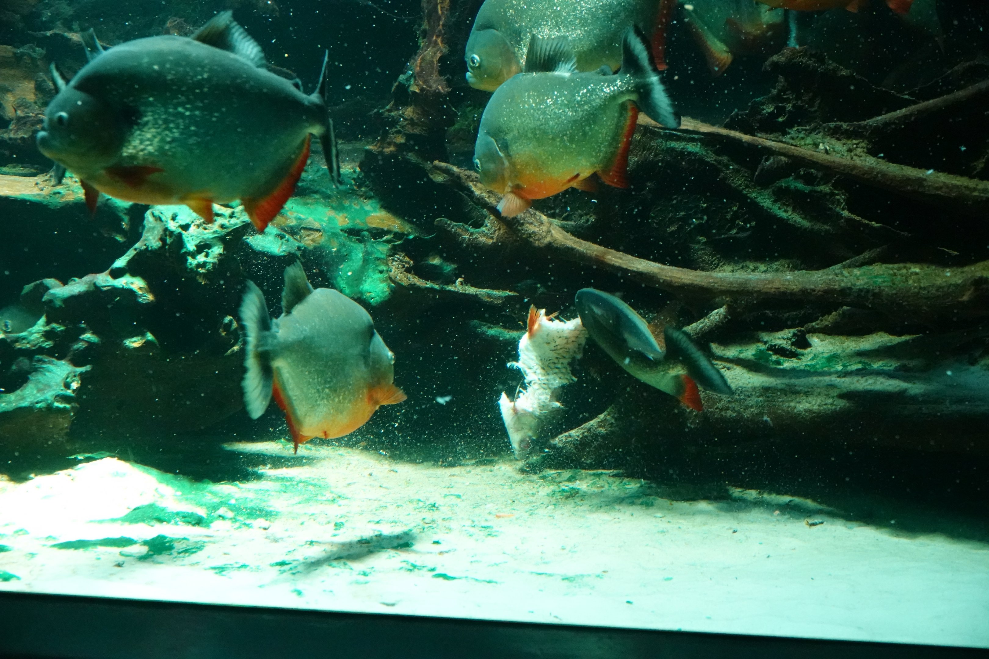 Blackspot Piranha feeding time