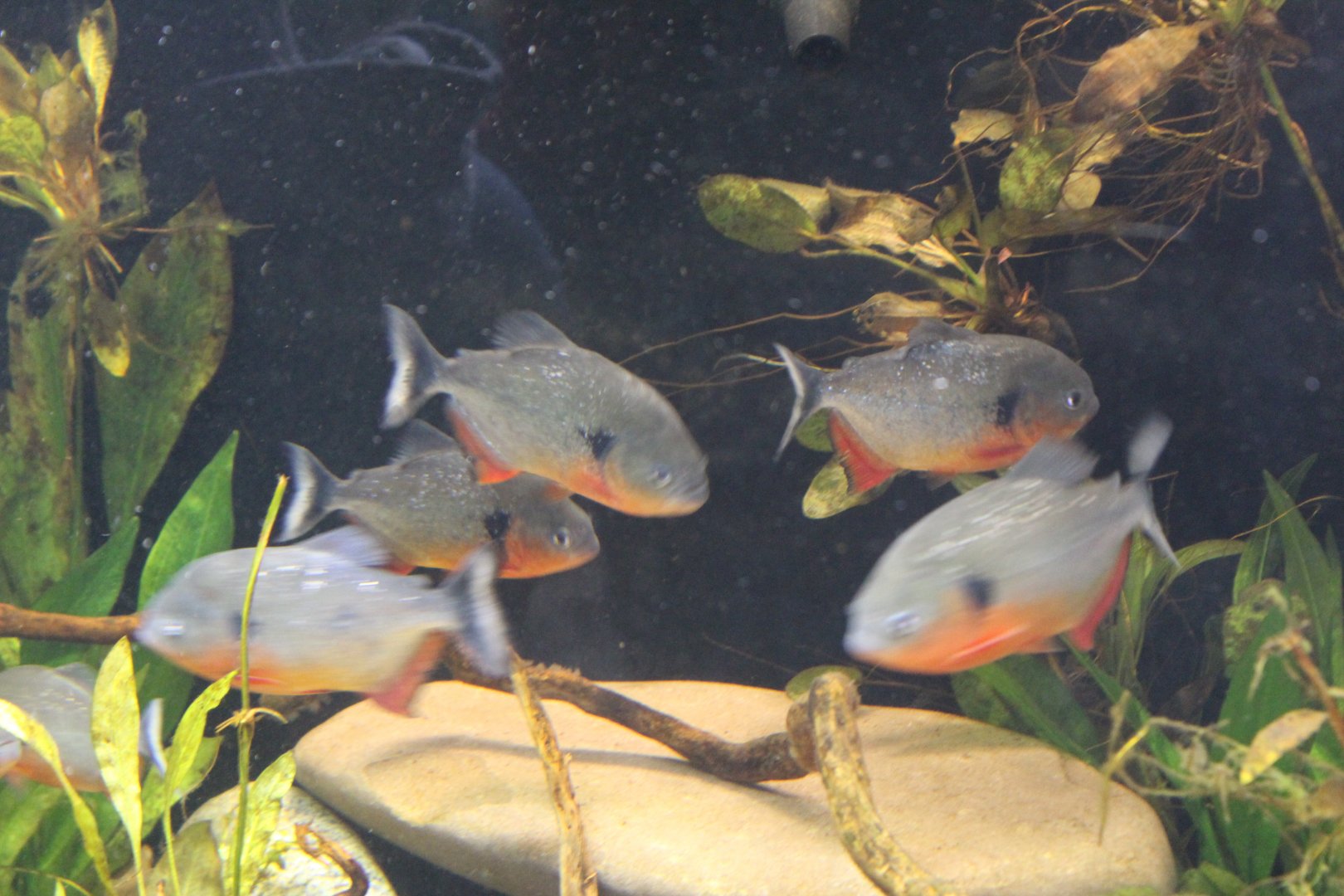 Blackspot Piranhas