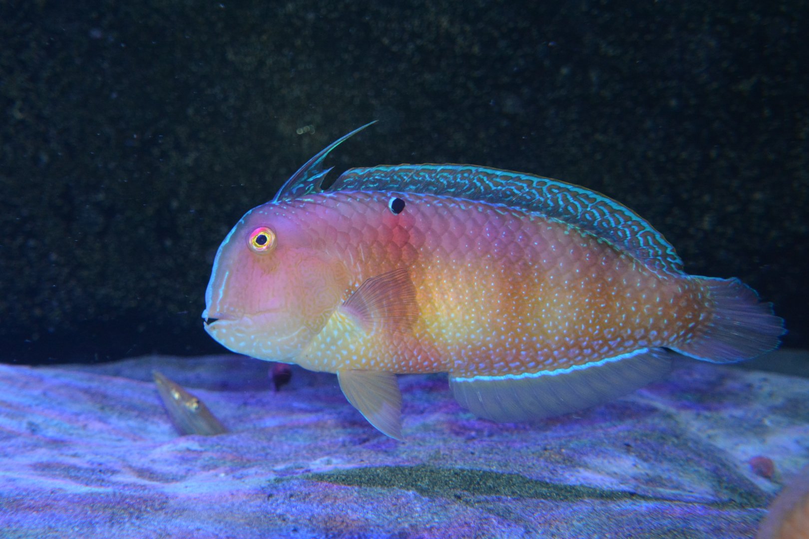 Blackspot razorfish (Iniistius dea)