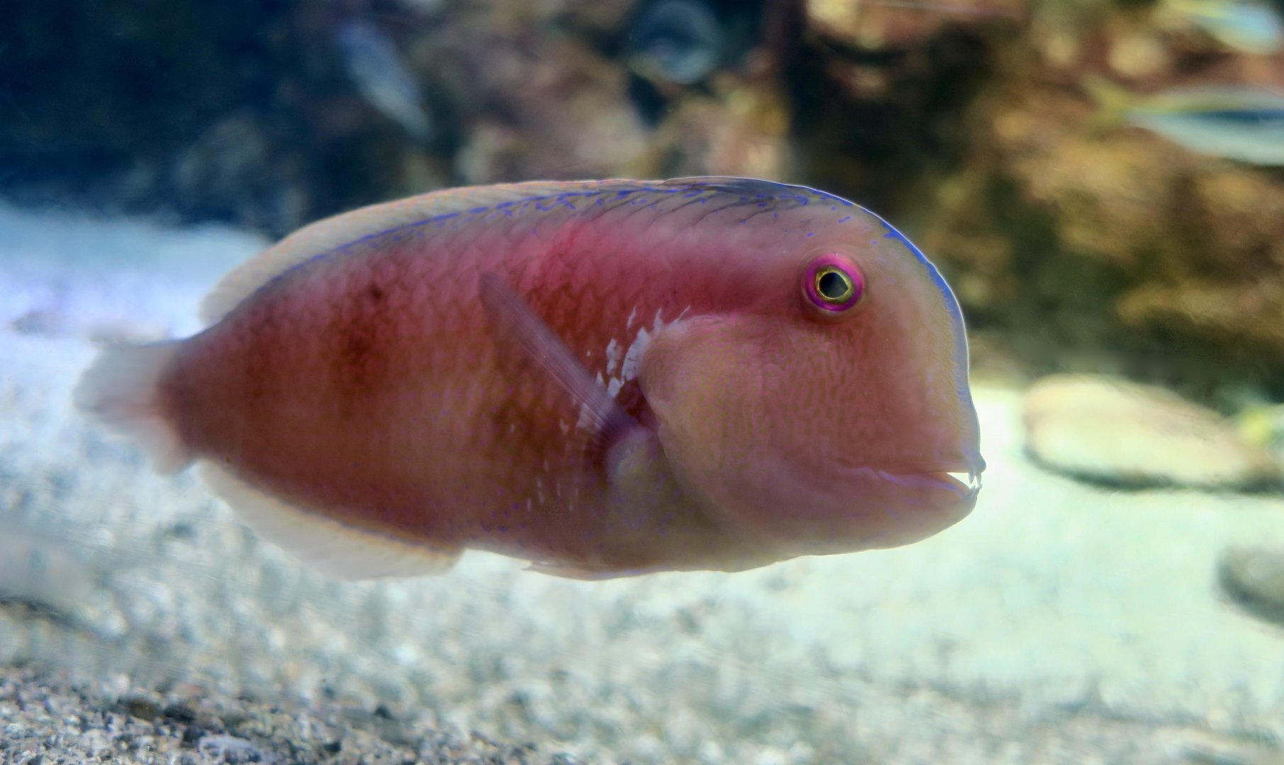 Blackspot Razorfish (Iniistius dea)