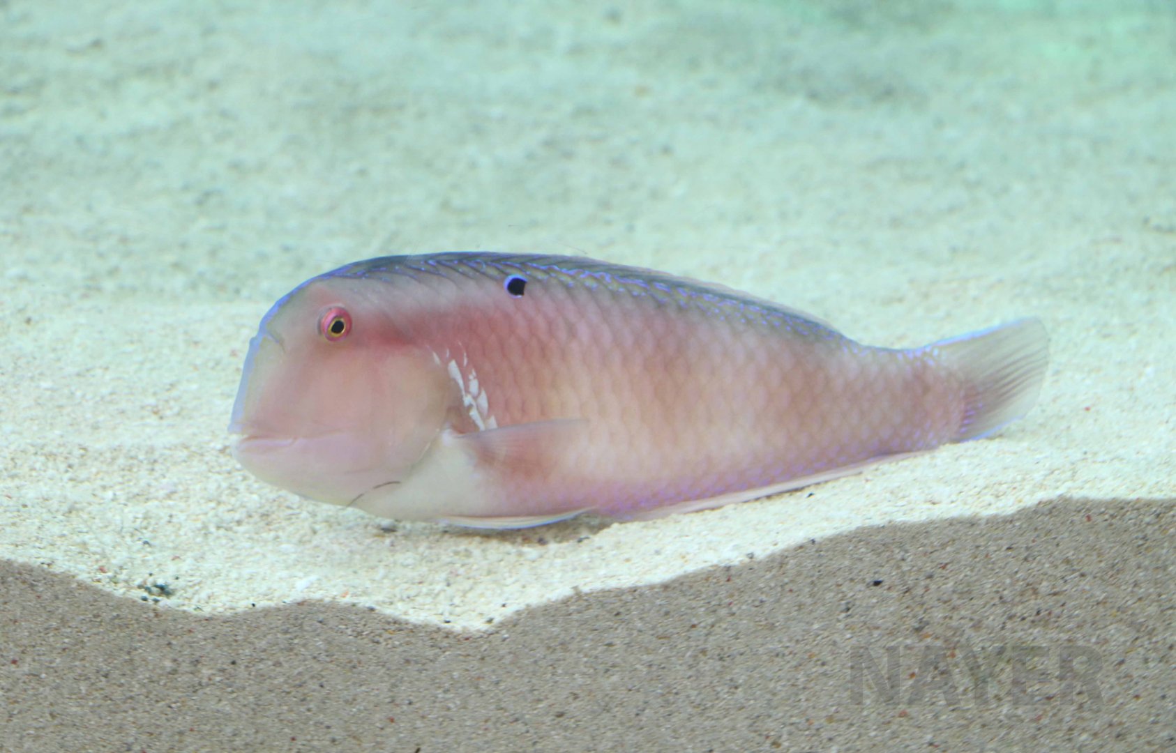 Blackspot razorfish, October 2017