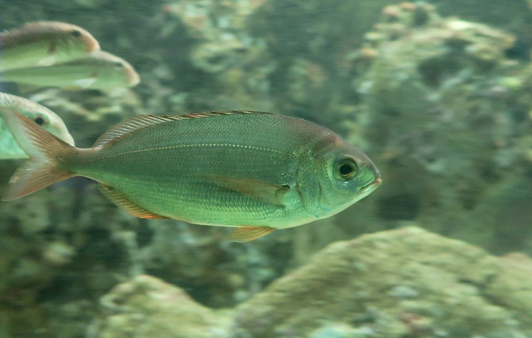 Blackspot Sea Bream (Pagellus bogaraveo)