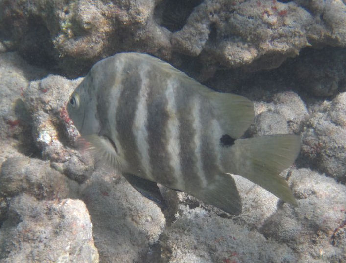 Blackspot Sergeant (Abudefduf sordidus)